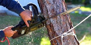 How Our Tree Care Process Works  in Richland, PA